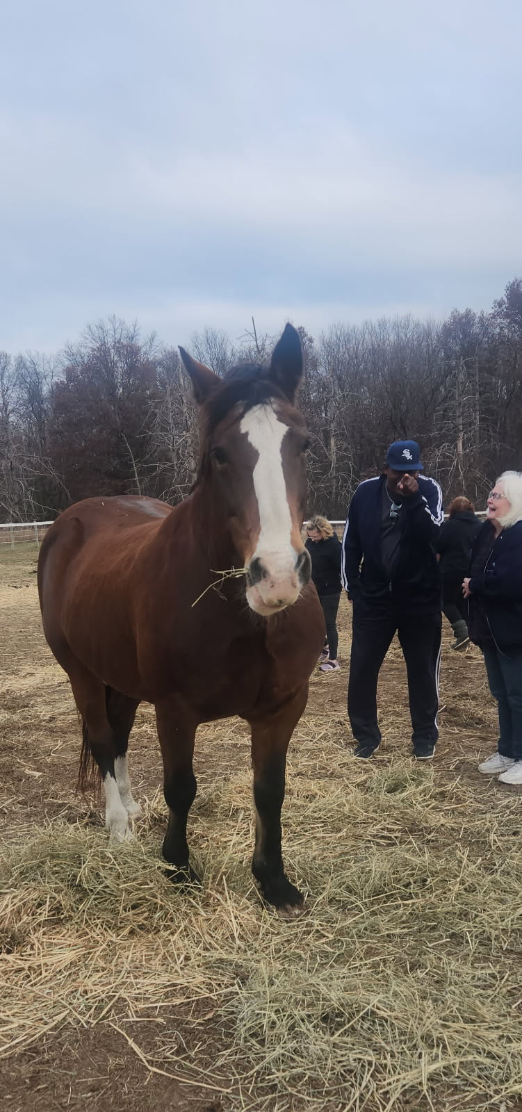 Horse ray